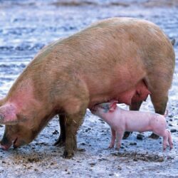 Use of IFTA NBS in post-weaning stage, poster at the Allen D. Leman Swine Conference