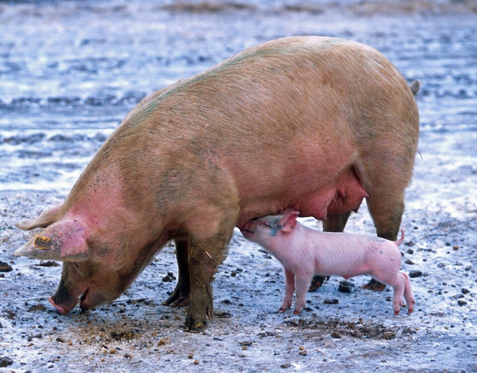 Use of IFTA NBS in post-weaning stage, poster at the Allen D. Leman Swine Conference