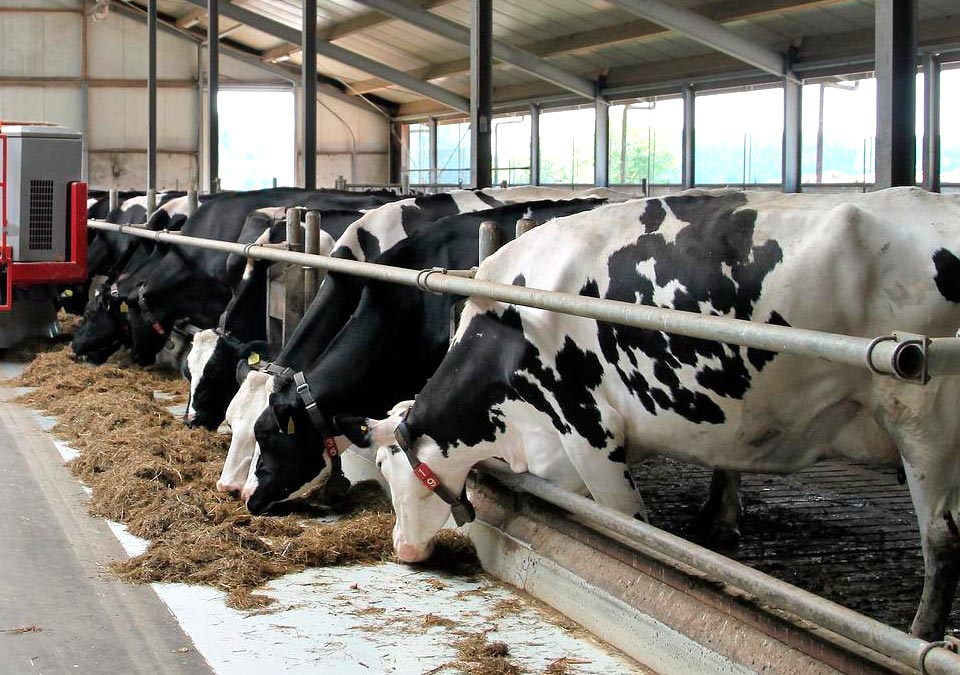 Dairy production in the United States