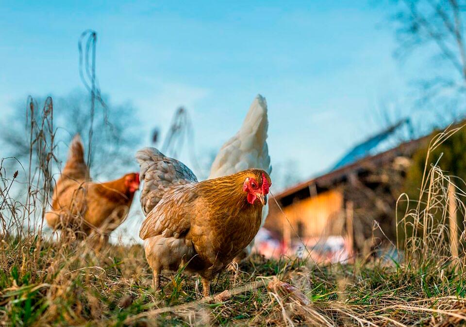Poultry production in Florida States