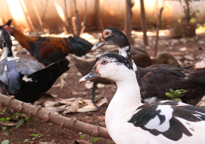 Duck production in the United States