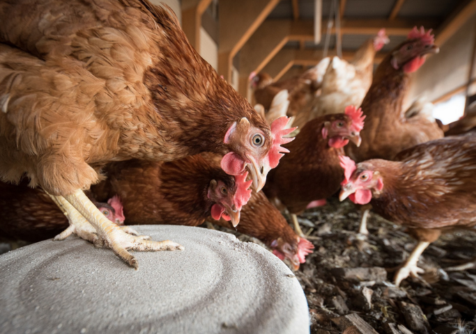 Coccidiosis situation in California