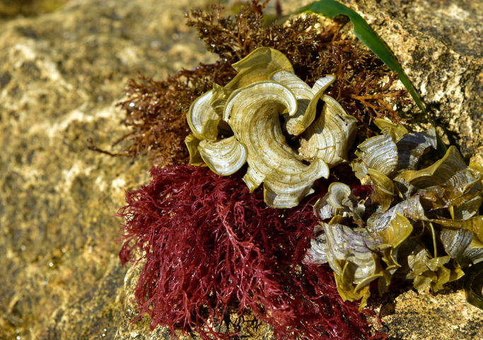 Use of algae in poultry feed