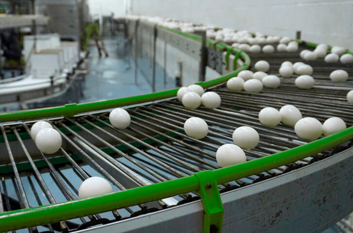 Egg production