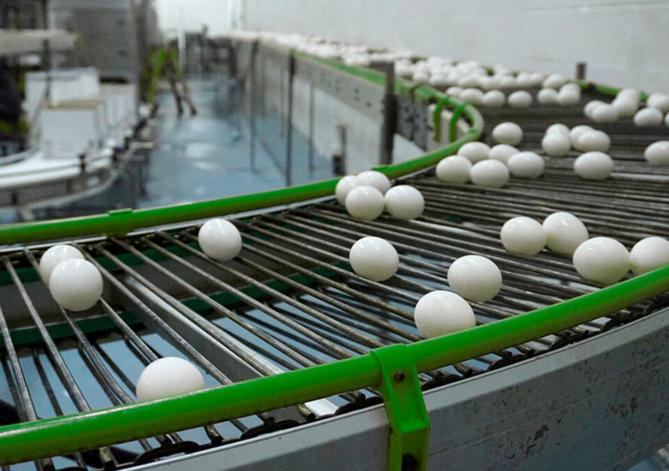 Egg production