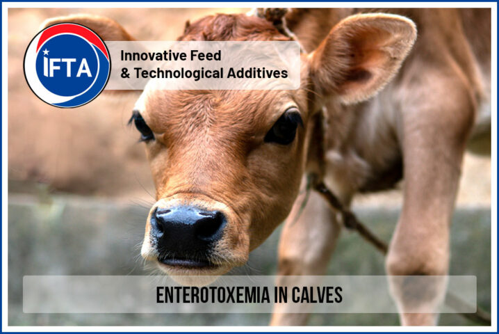 Enterotoxemia in Calves