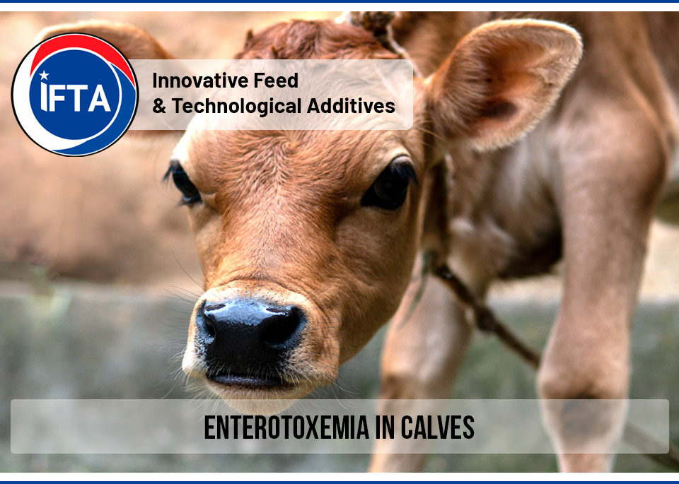 Enterotoxemia in Calves
